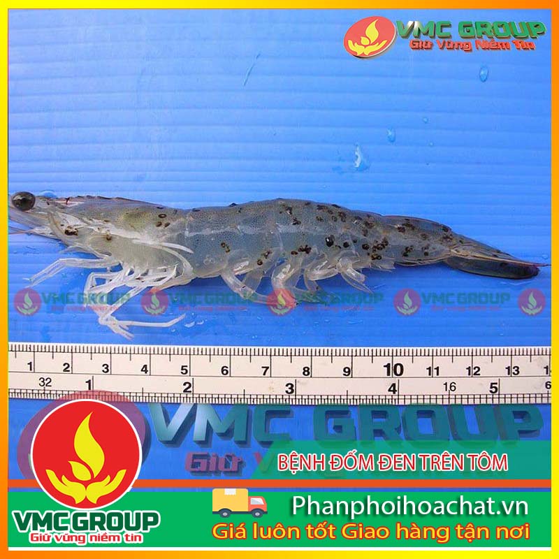 benh-white-patch-disease-wpd-pphcvm benh-white-patch-disease-wpd-pphcvm