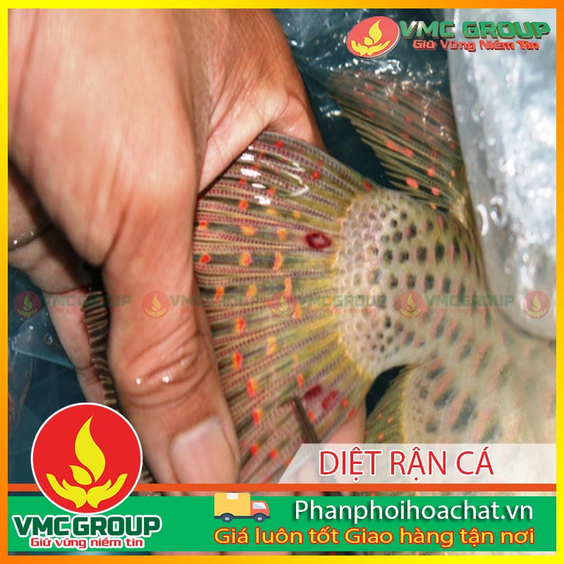 diet-ran-ca-pphcvm diet-ran-ca-pphcvm