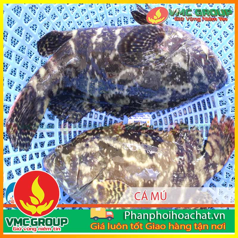 phong-tri-benh-cho-ca-mu-ca-gio-ca-hong-my-pphcvm phong-tri-benh-cho-ca-mu-ca-gio-ca-hong-my-pphcvm