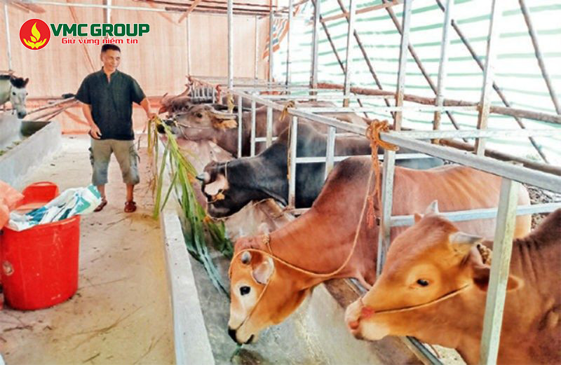 Sử dụng rỉ mật đường trong chăn nuôi bò đem đến nhiều lợi ích