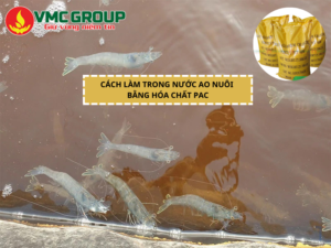 CÁCH XỬ LÝ NƯỚC AO NUÔI BỊ ĐỤC
