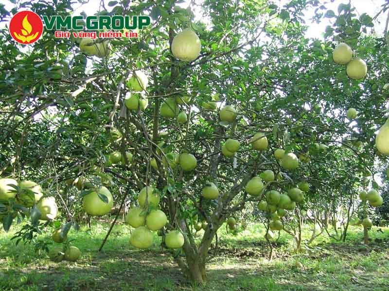 Tác dụng của MKP Monopotassium phosphate đối với cây trồng