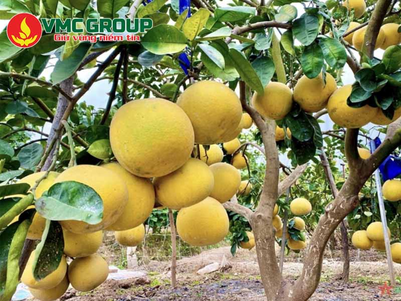 Humate và acid Humic có nhiều tác dụng hữu ích với cây trồng