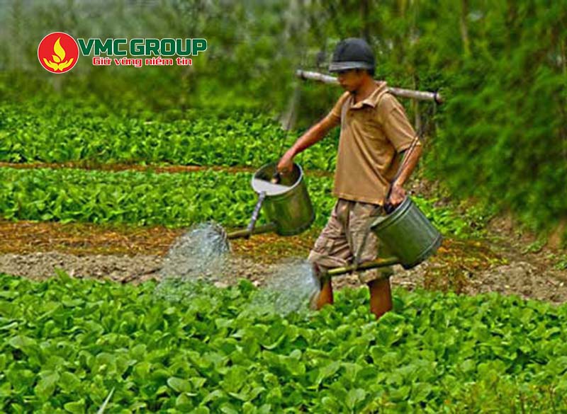 K2SO4 có thể bón qua lá