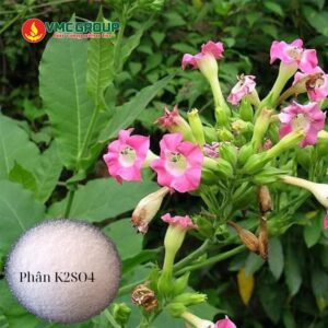 K2SO4 được dùng làm phân bón cho cây thuốc lá