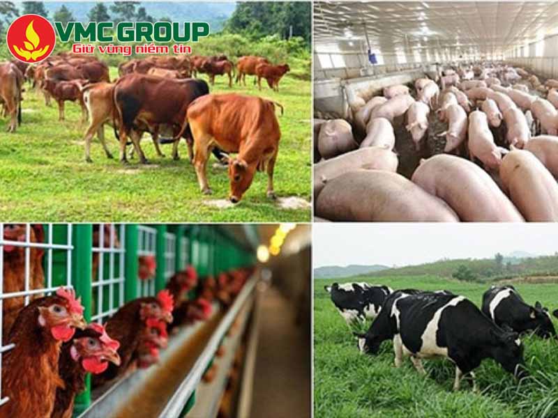 Kẽm Sunphat có ứng dụng trong chăn nuôi